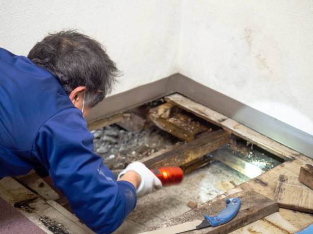 Office Mold Removal Services in Shawano, WI