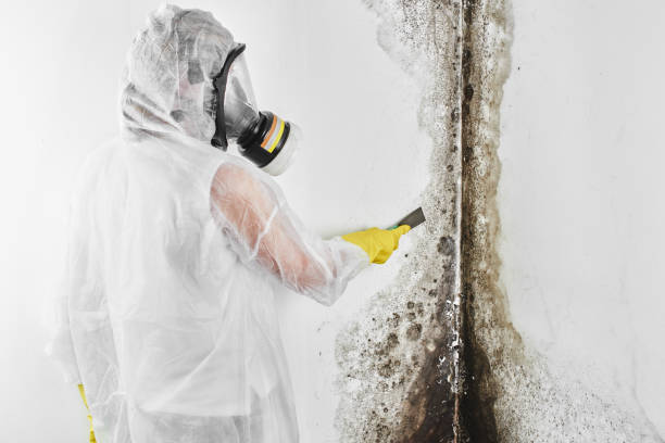Best Toxic Mold Removal  in Shawano, WI