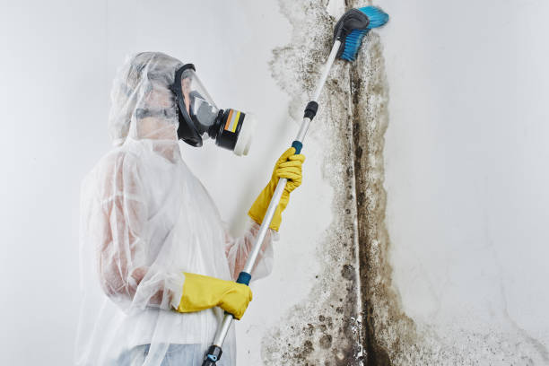 Best Mold Removal Company Near Me  in Shawano, WI