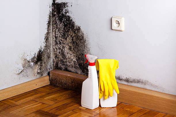 Best Commercial Mold Removal  in Shawano, WI